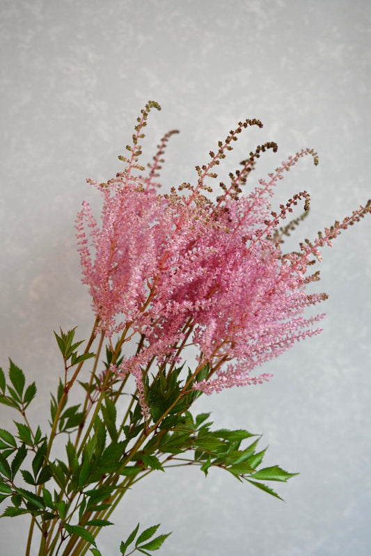 (Clearance Sales) Astilbe Erika (50cm)