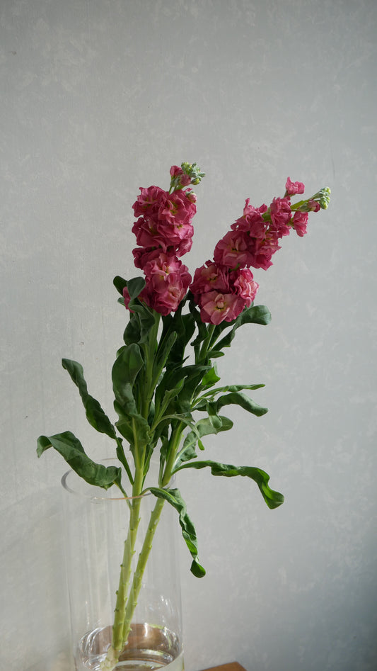 強香!! Matthiola Vintage Brown (70cm)