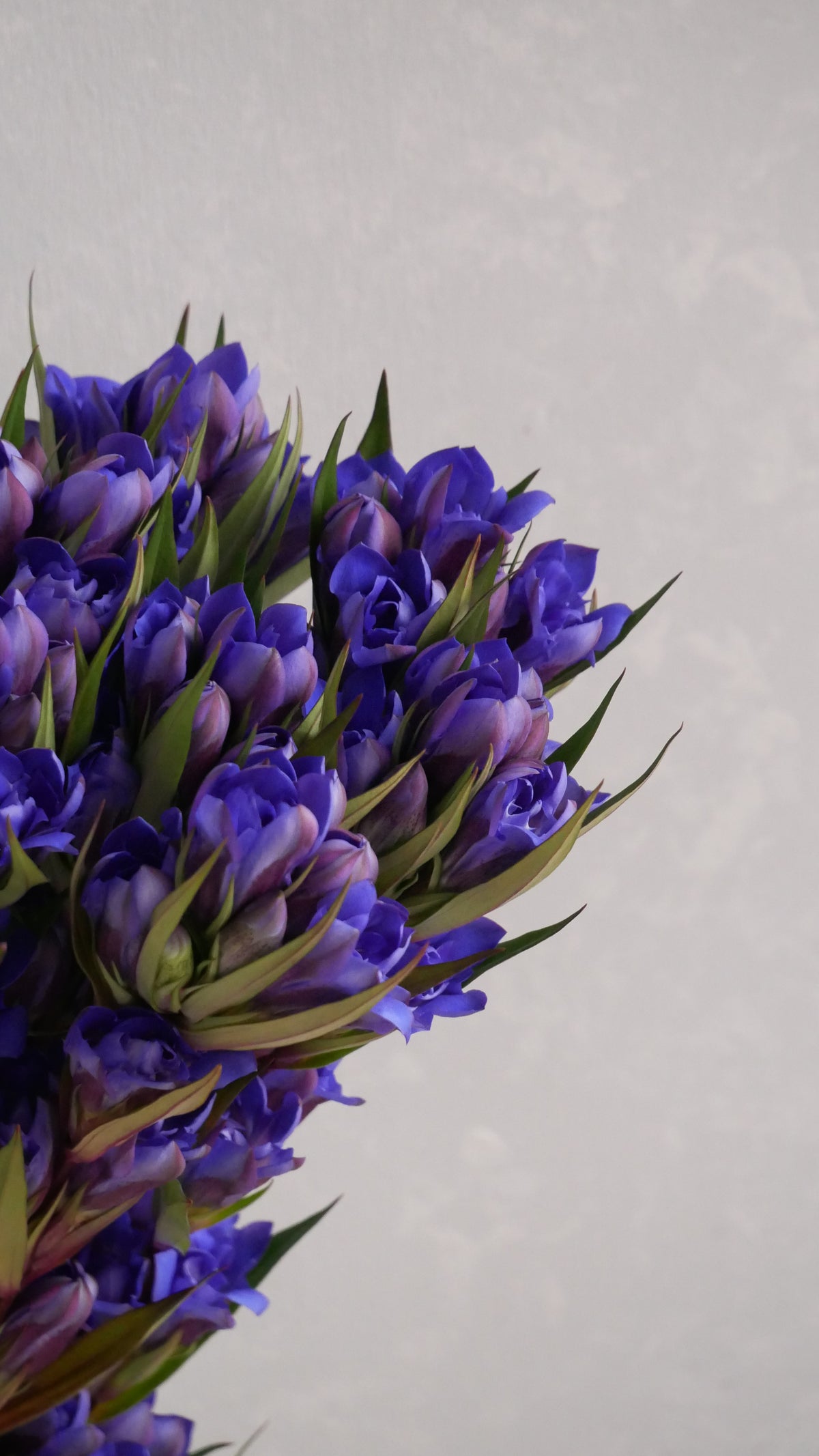 八重咲き!! Gentiana 安代の紫輝 (60cm)