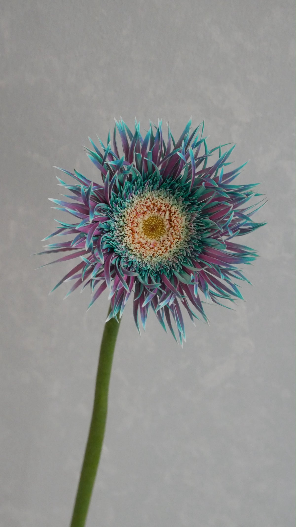 Gerbera Tinted Peacock mint (2L)