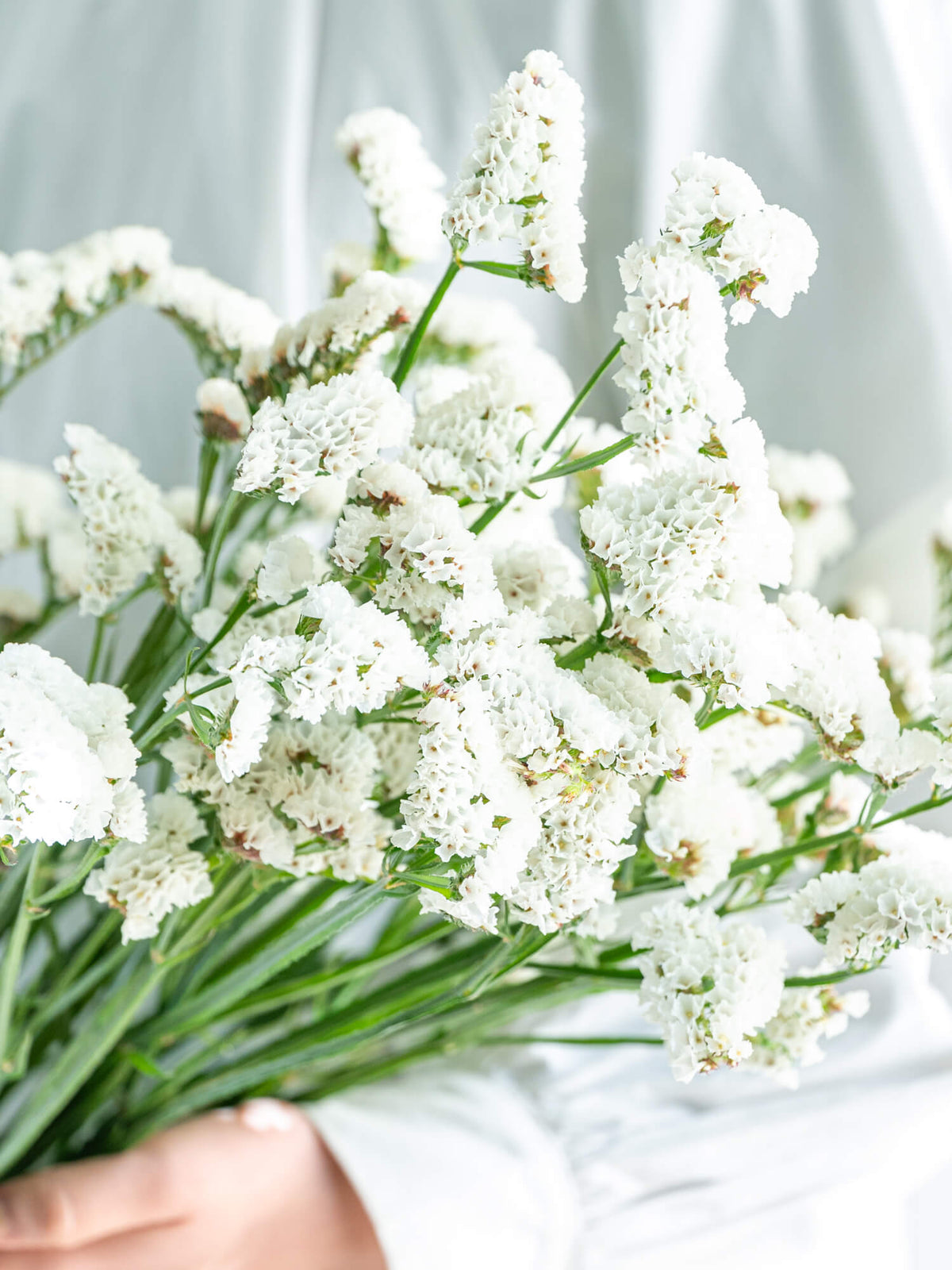 Limonium sinuatum Kumro White (70cm)