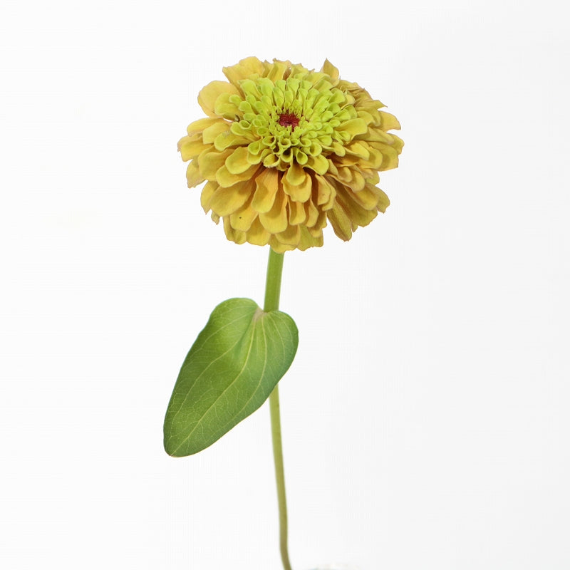 Zinnia Queen Lime Orange