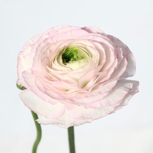 Ranunculus 小春てまり