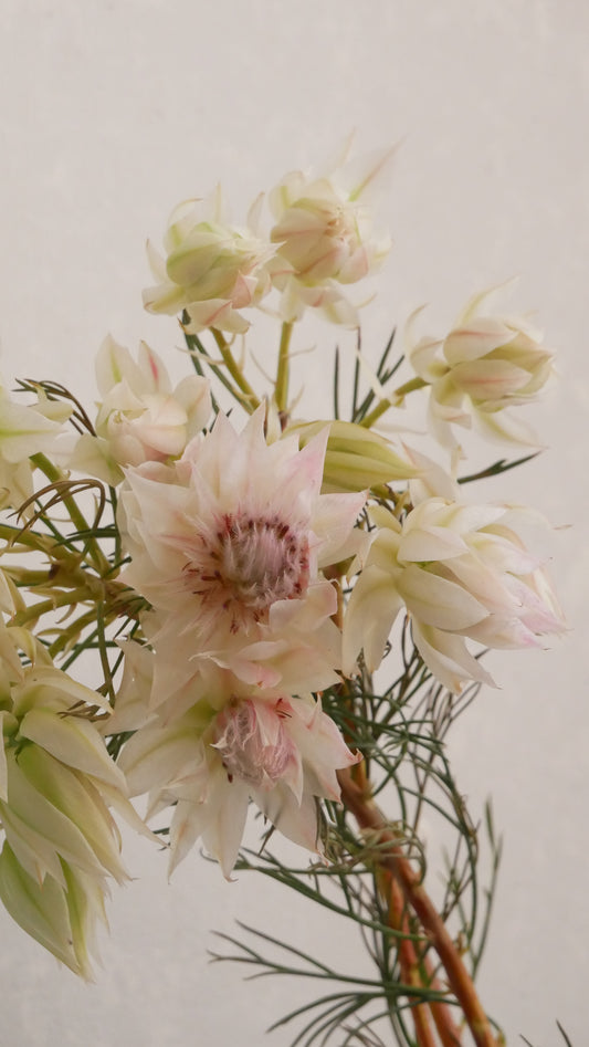 新入荷!! Blushing Bride (50cm From South Africa)