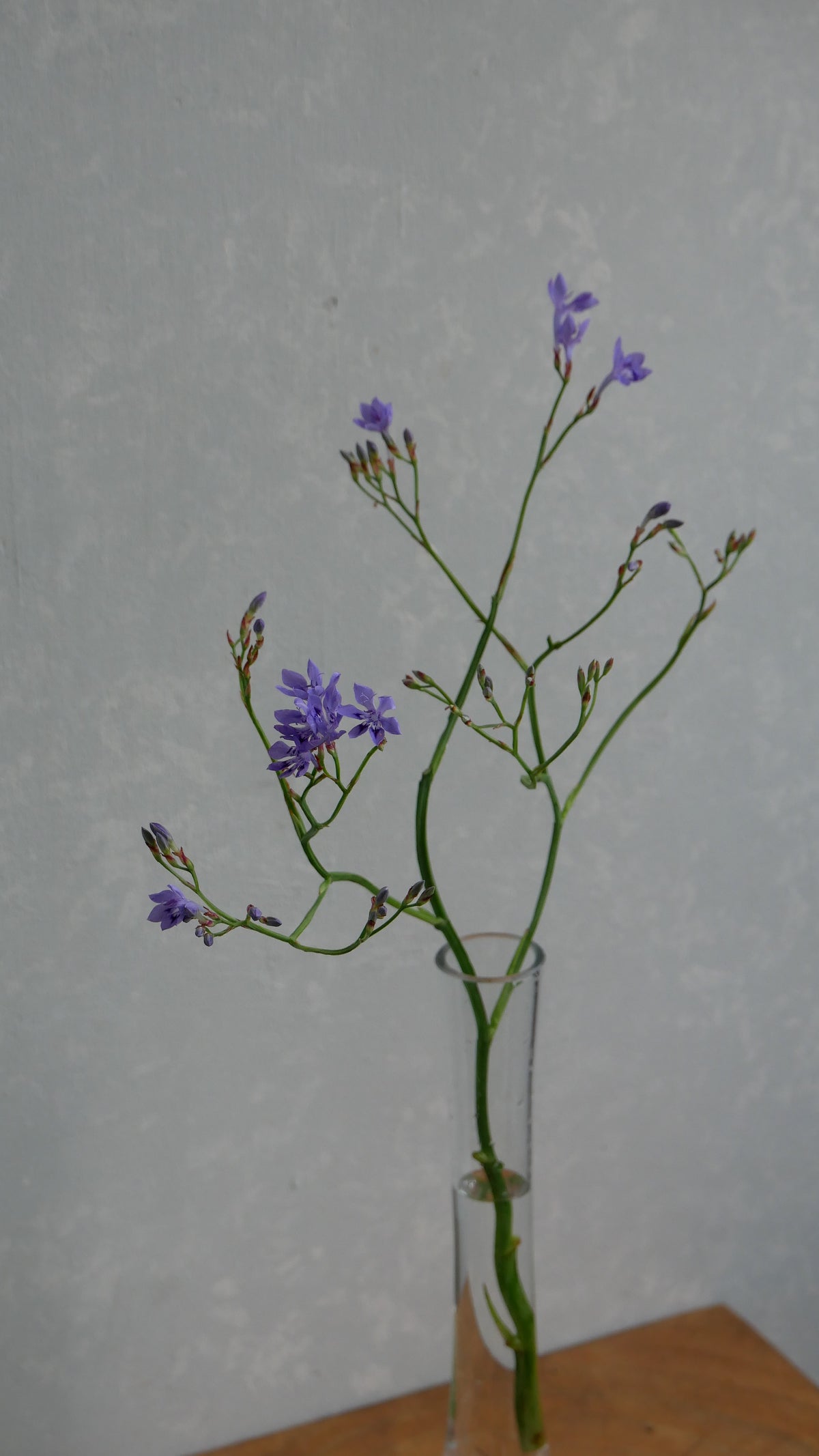 Lapeirousia Lavender (40cm)