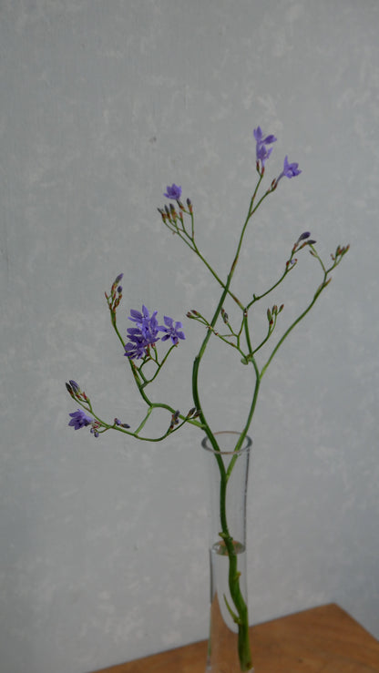 Lapeirousia Lavender (40cm)