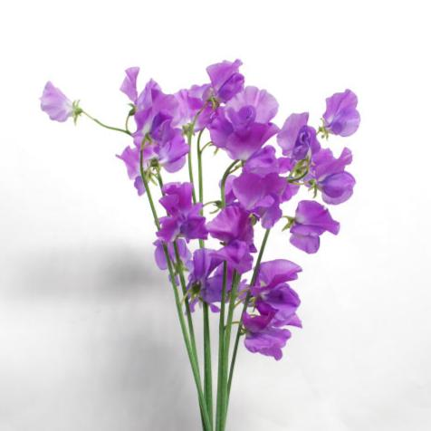 Sweet Pea Violet