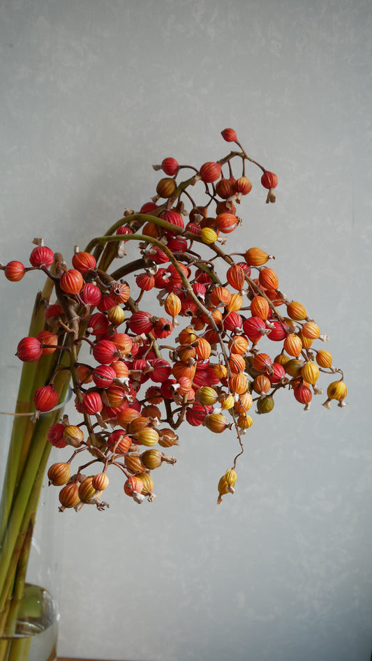 (Clearance Sale) Alpinia zerumbet 月桃の実 (60cm)