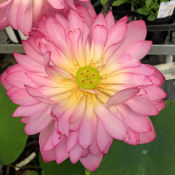 Lotus 茶碗蓮 (60cm)