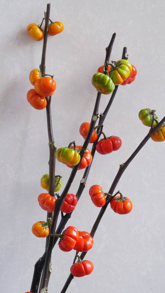 【月見】Solanum Pumpkin (80cm)