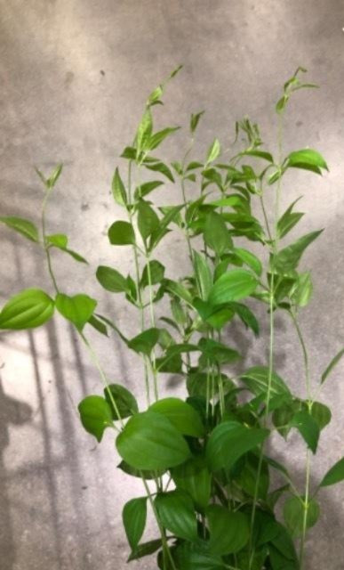 Stemona Japonica 利休草 (姫利久草 120cm)