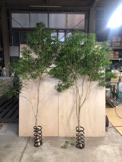 Pieris (200 cm 特)
