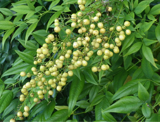 Nandina domestica 実付白南天 (100cm)