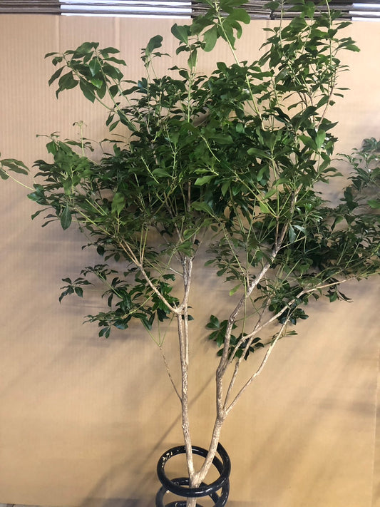 Pieris (120 cm)