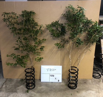 !! Anniversary Promo !! Pieris (120 cm)