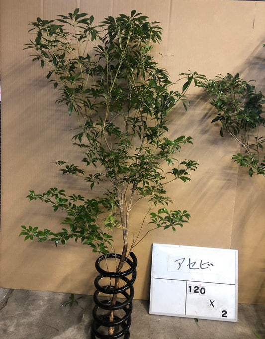 Pieris (120 cm)