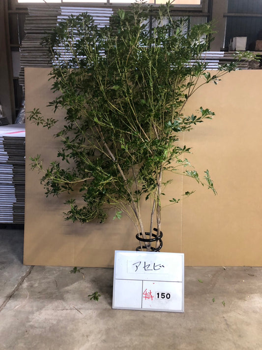 Pieris (150 cm)