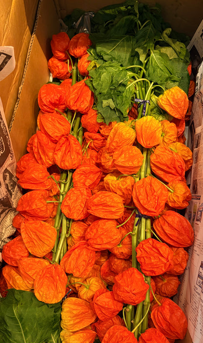 新入荷!! Physalis Alkekengi Hoozuki 鬼灯 (3L 超大果!!)
