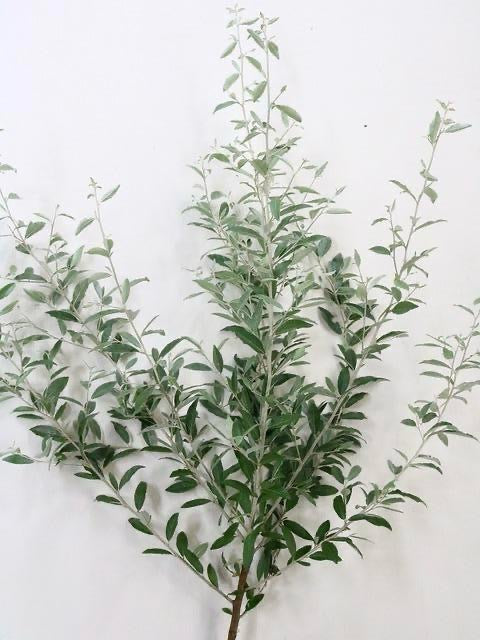 Elaeagnus umbellata Silverberry