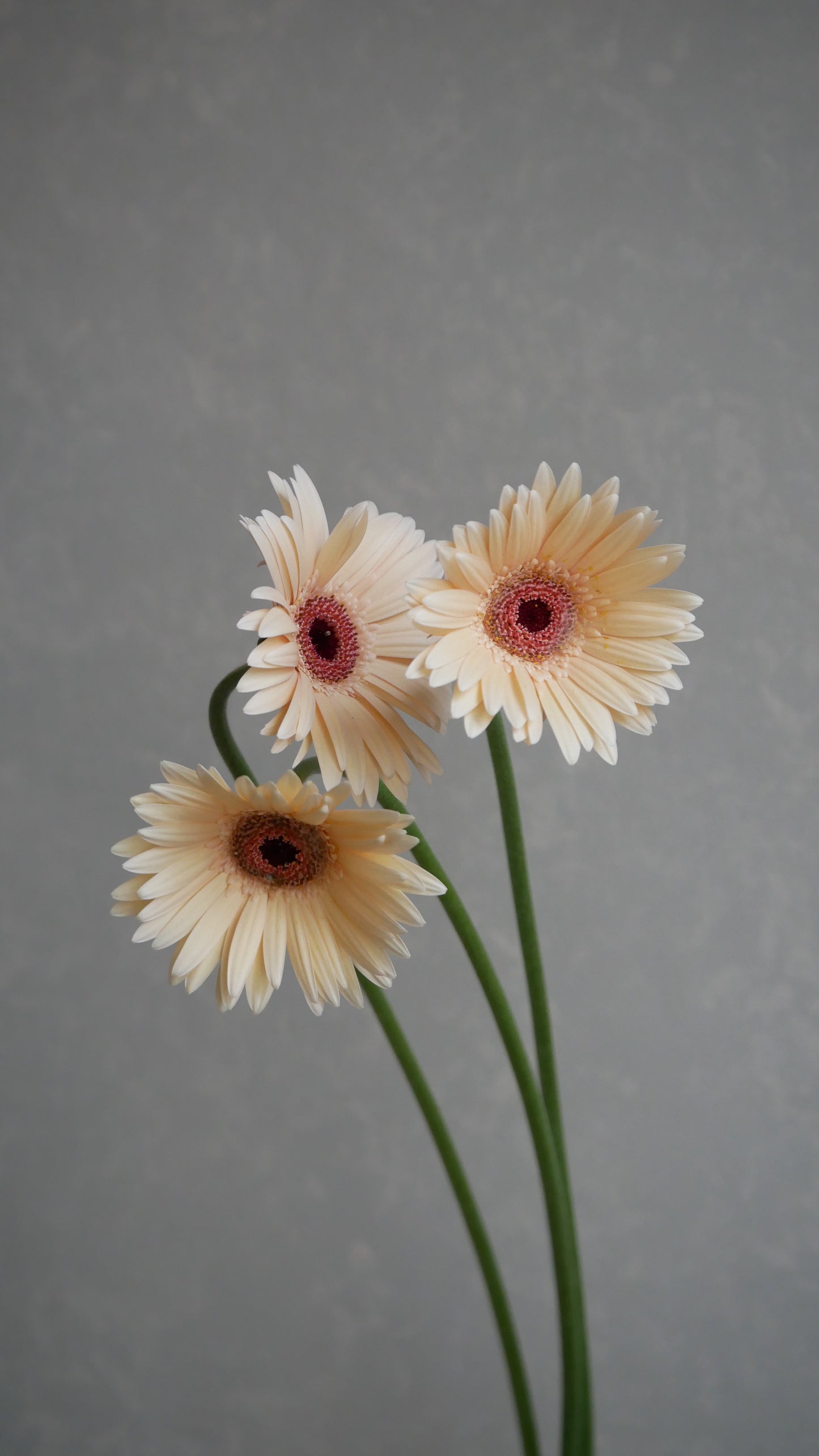 Gerbera Elfy
