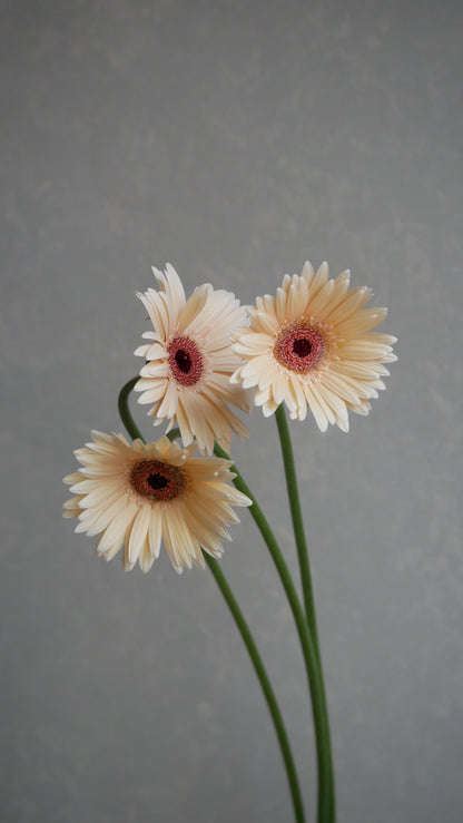 Gerbera Elfy