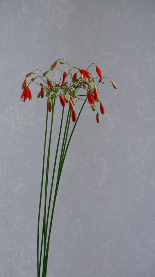 【月見】Bessera elegans (60cm)
