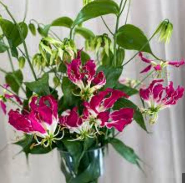 Gloriosa Fairy Rose