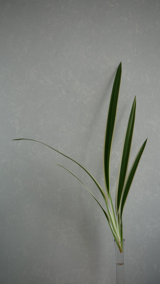 (Clearance Sale) Dianella ensifolia 桔梗蘭 (60cm)