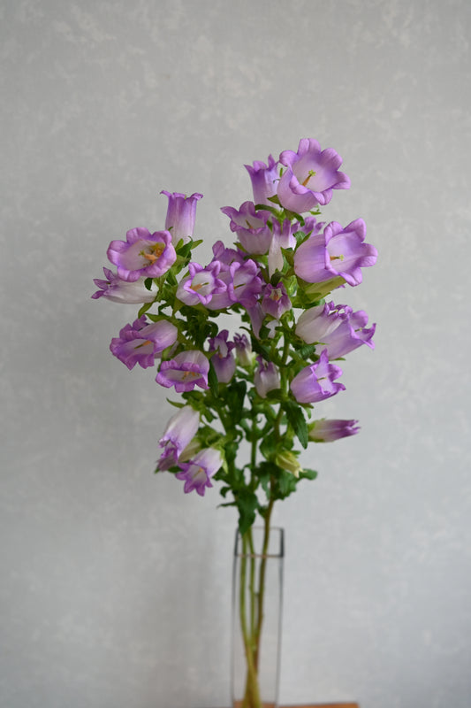(Clearance Sales) Campanula Champion IQ Lilac (秀 70cm)