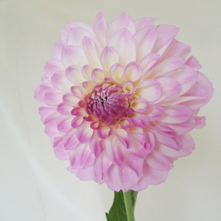 新入荷!! Dahlia Namahage Cute (50cm)