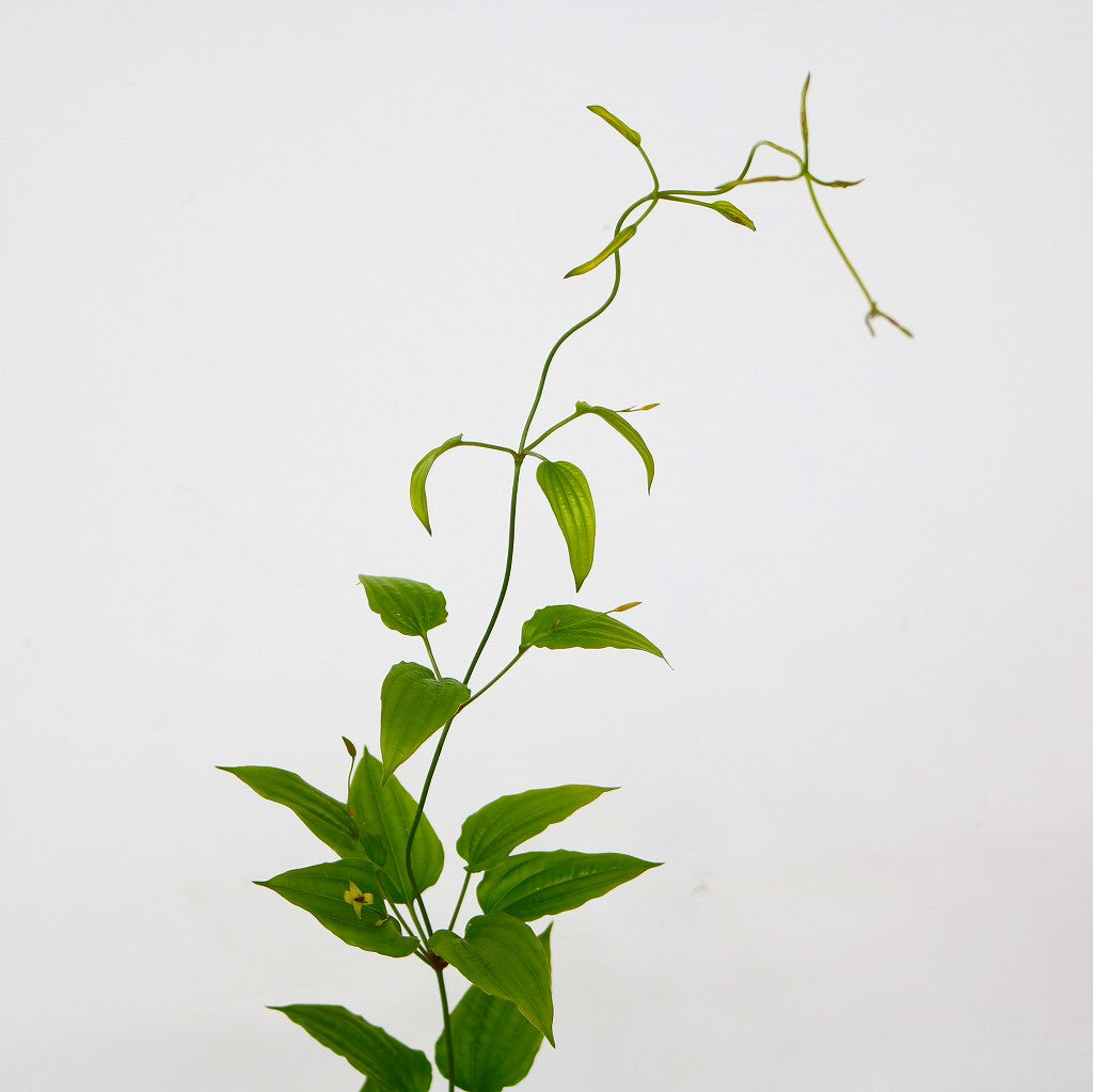 Stemona Japonica 利休草 (50-70 cm)