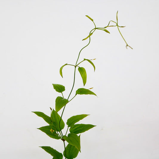 Stemona Japonica 利休草 (70 cm)