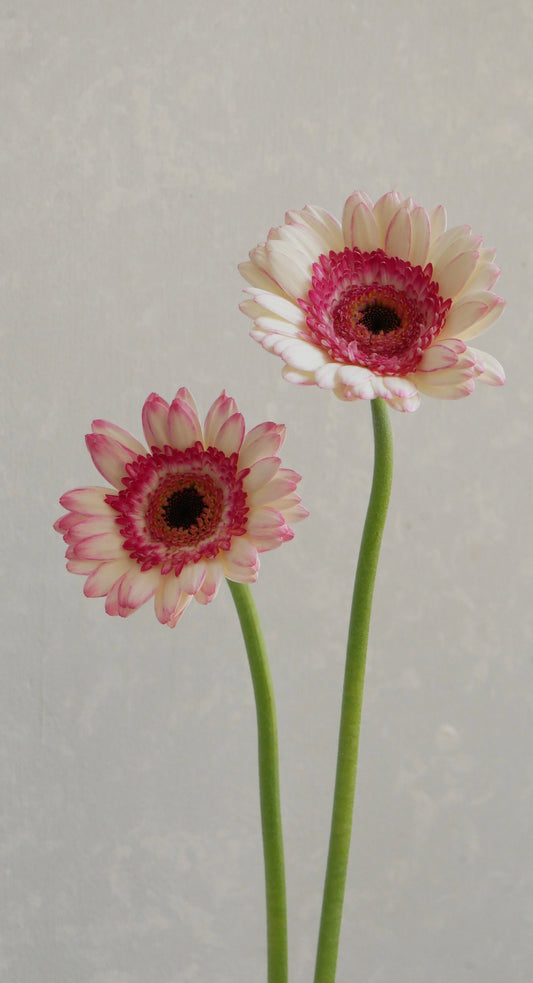 (Clearance Sale) Gerbera Happy Hour