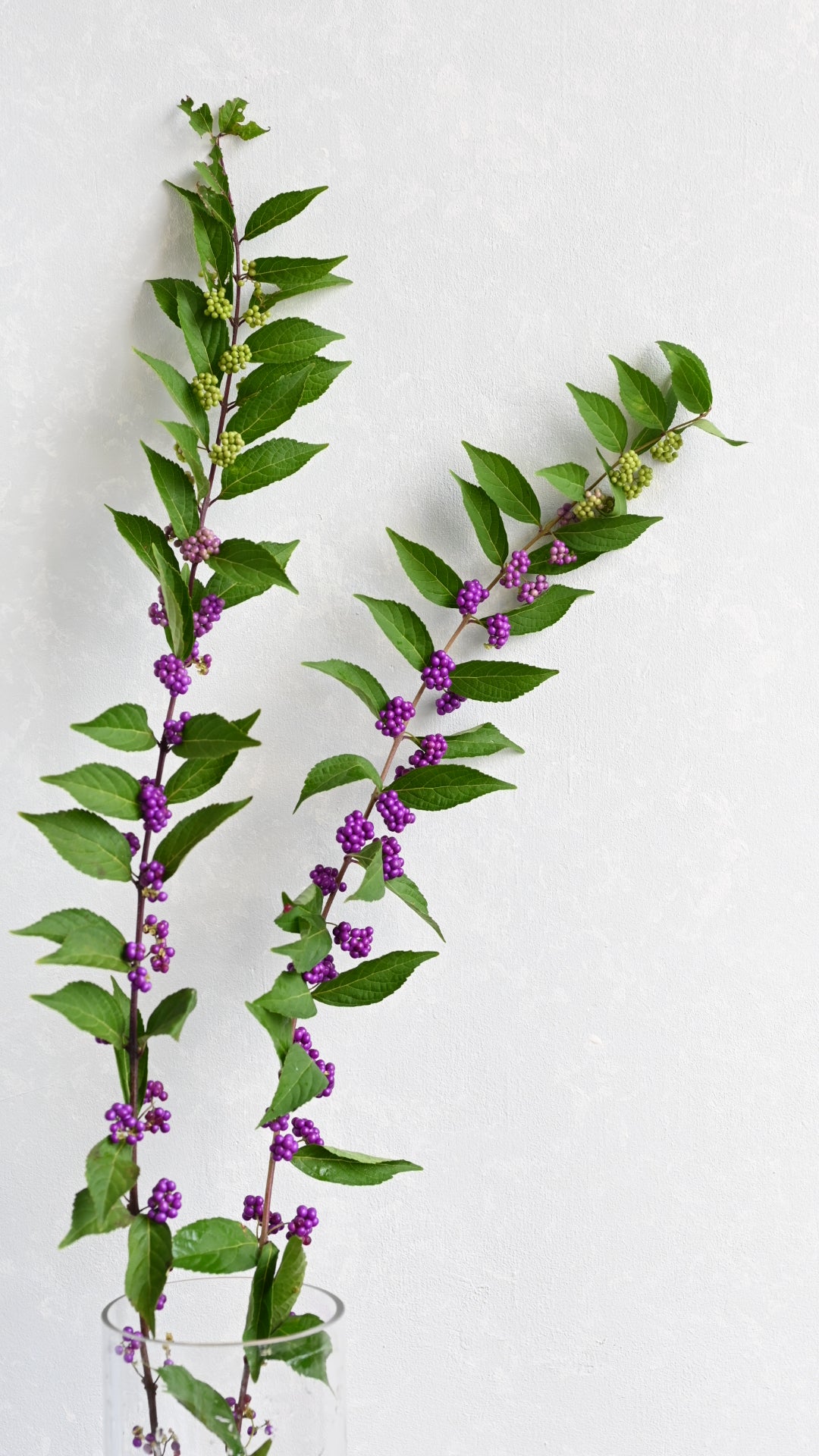 Callicarpa japonica 紫式部 sp. Atsunko Mix (40-60cm)