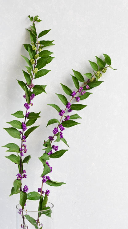 Callicarpa japonica 紫式部 sp. Atsunko Mix (40-60cm)