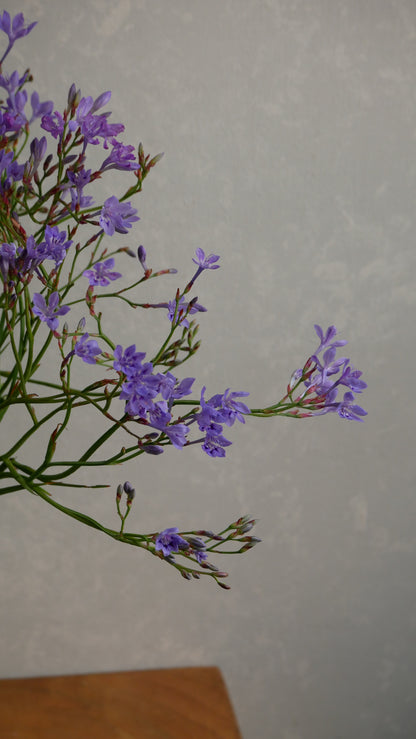 Lapeirousia Lavender (40cm)