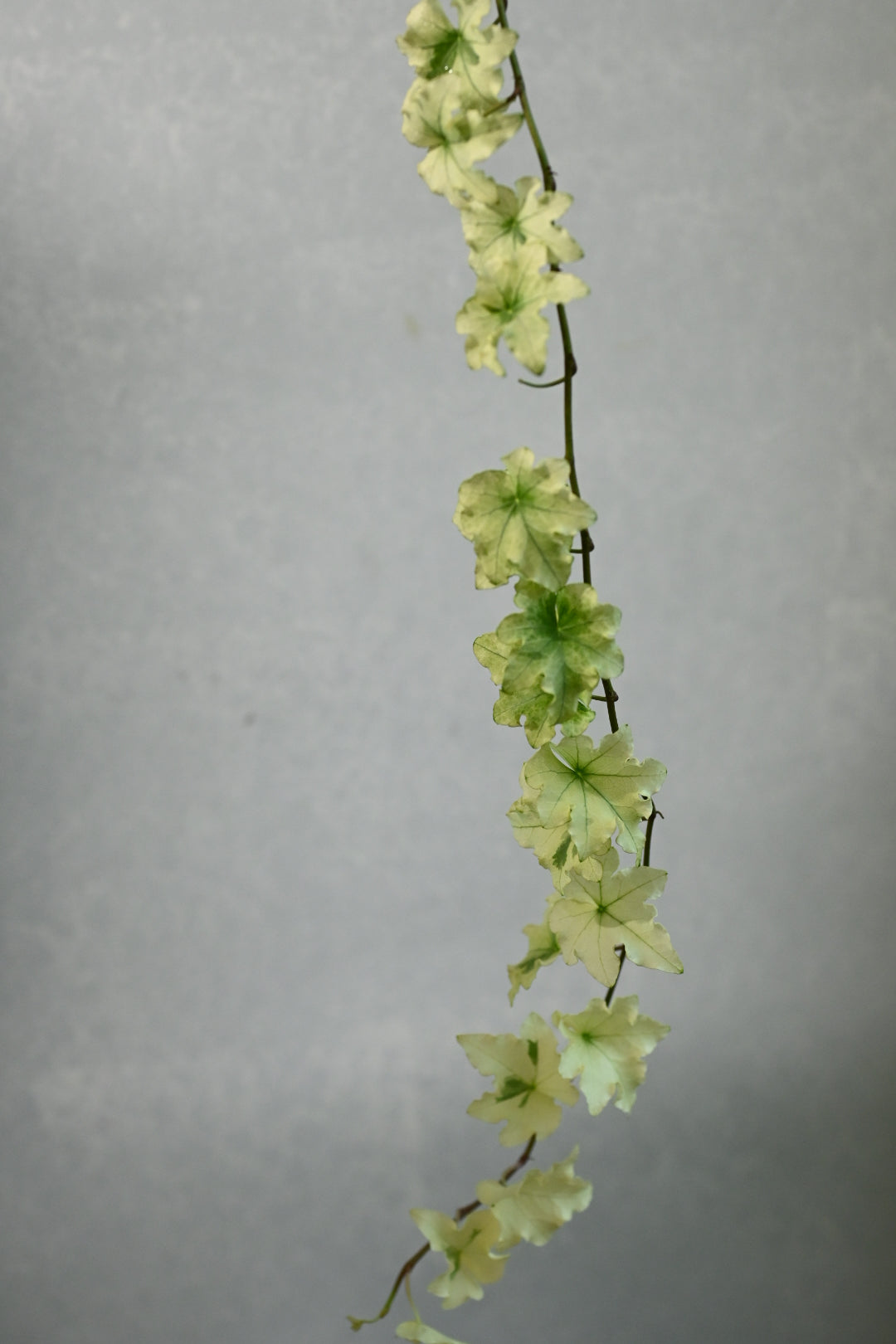 Hedera helix White Cecilia (Ivy) (40cm)
