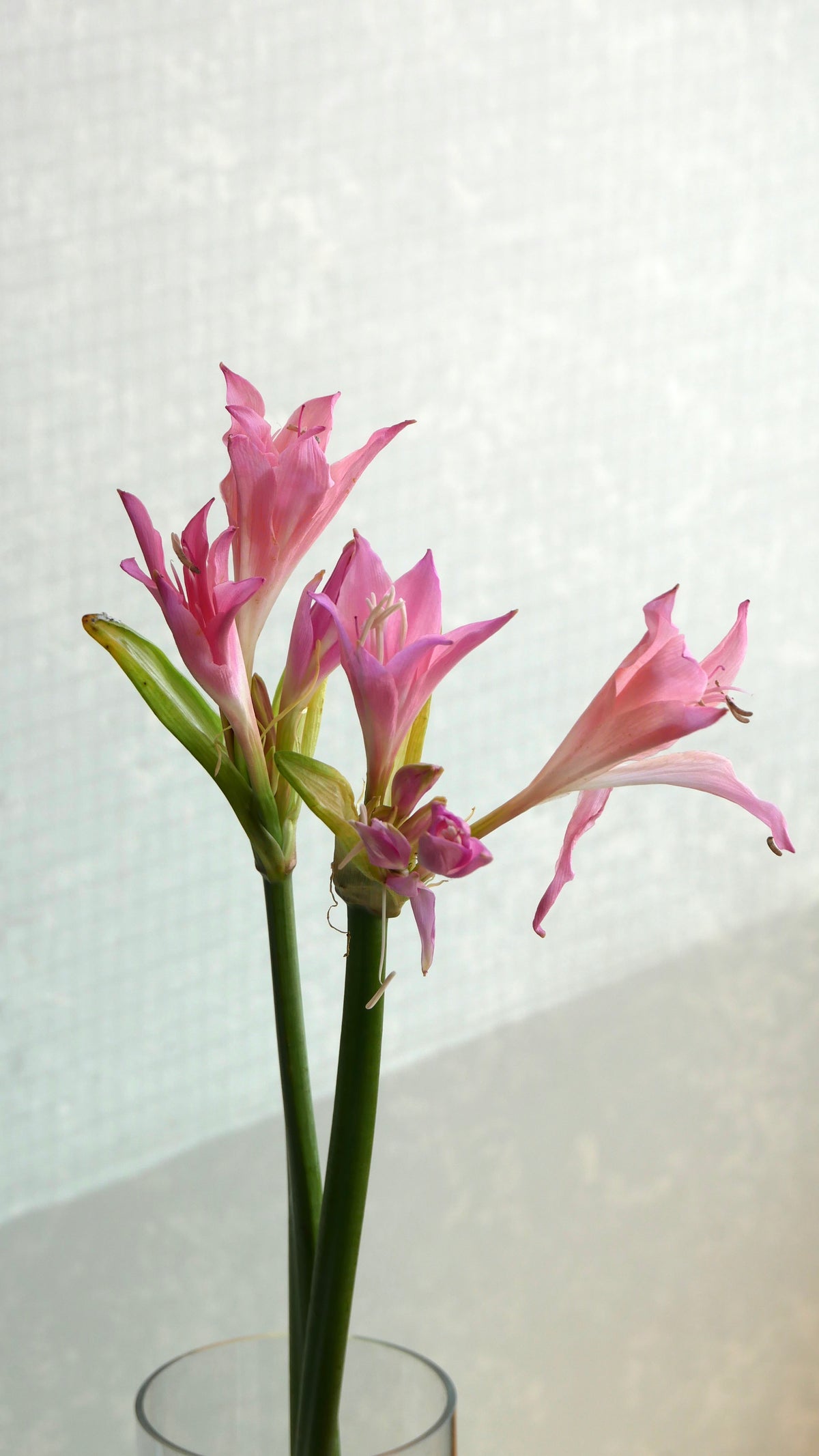Amaryllis Belladonna Lily (60cm)
