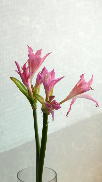 Amaryllis Belladonna Lily (60cm)