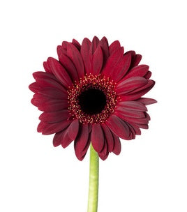 Gerbera Dusk (60cm up)