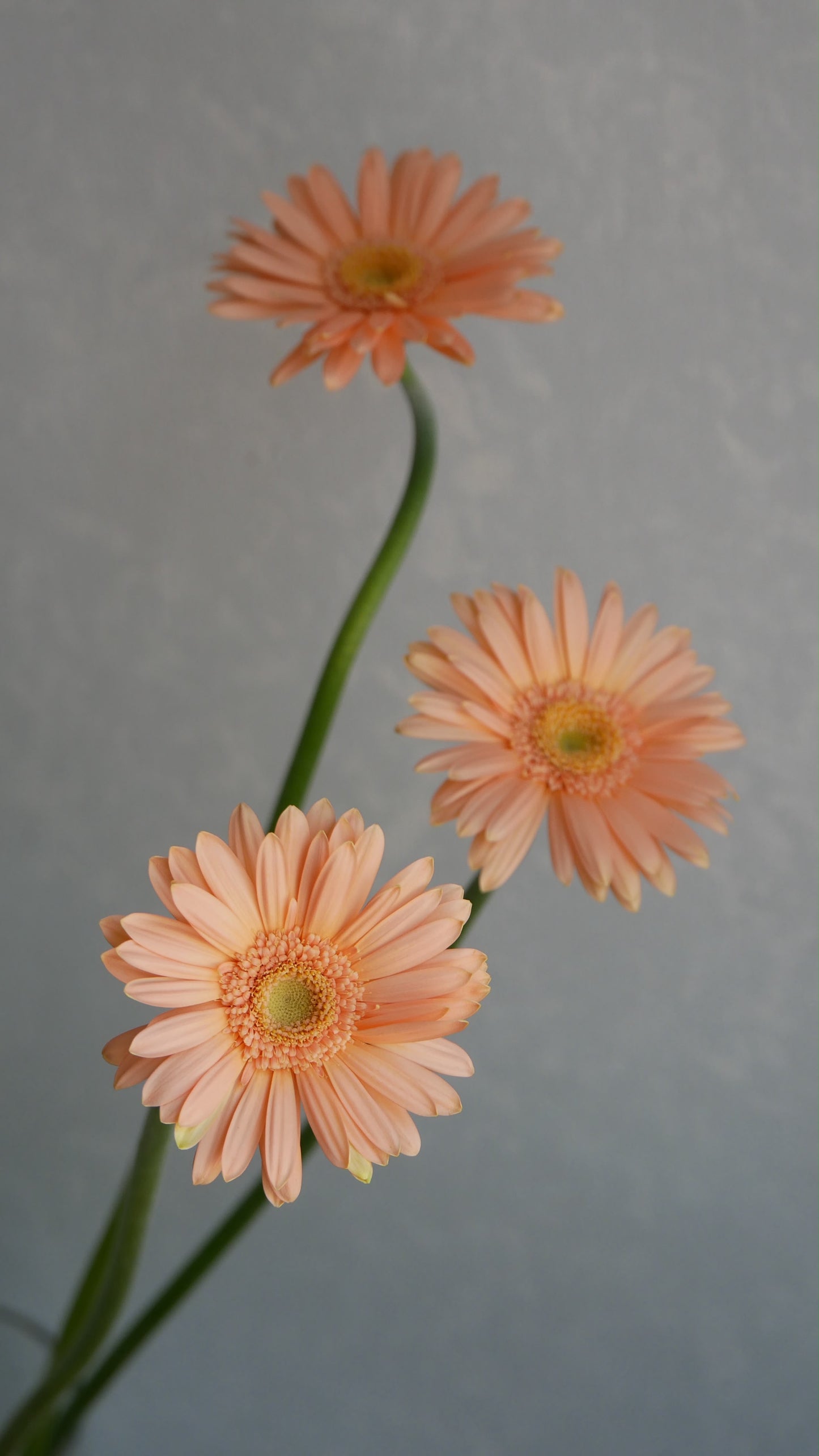Gerbera Minou