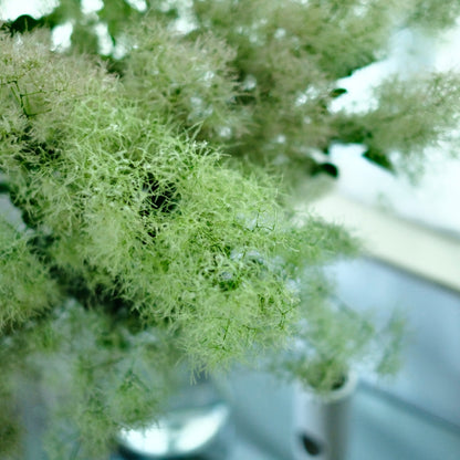 Cotinus Coggygria Green (120cm)
