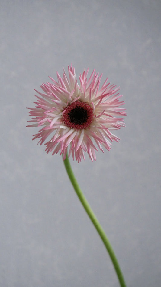 Gerbera Haji