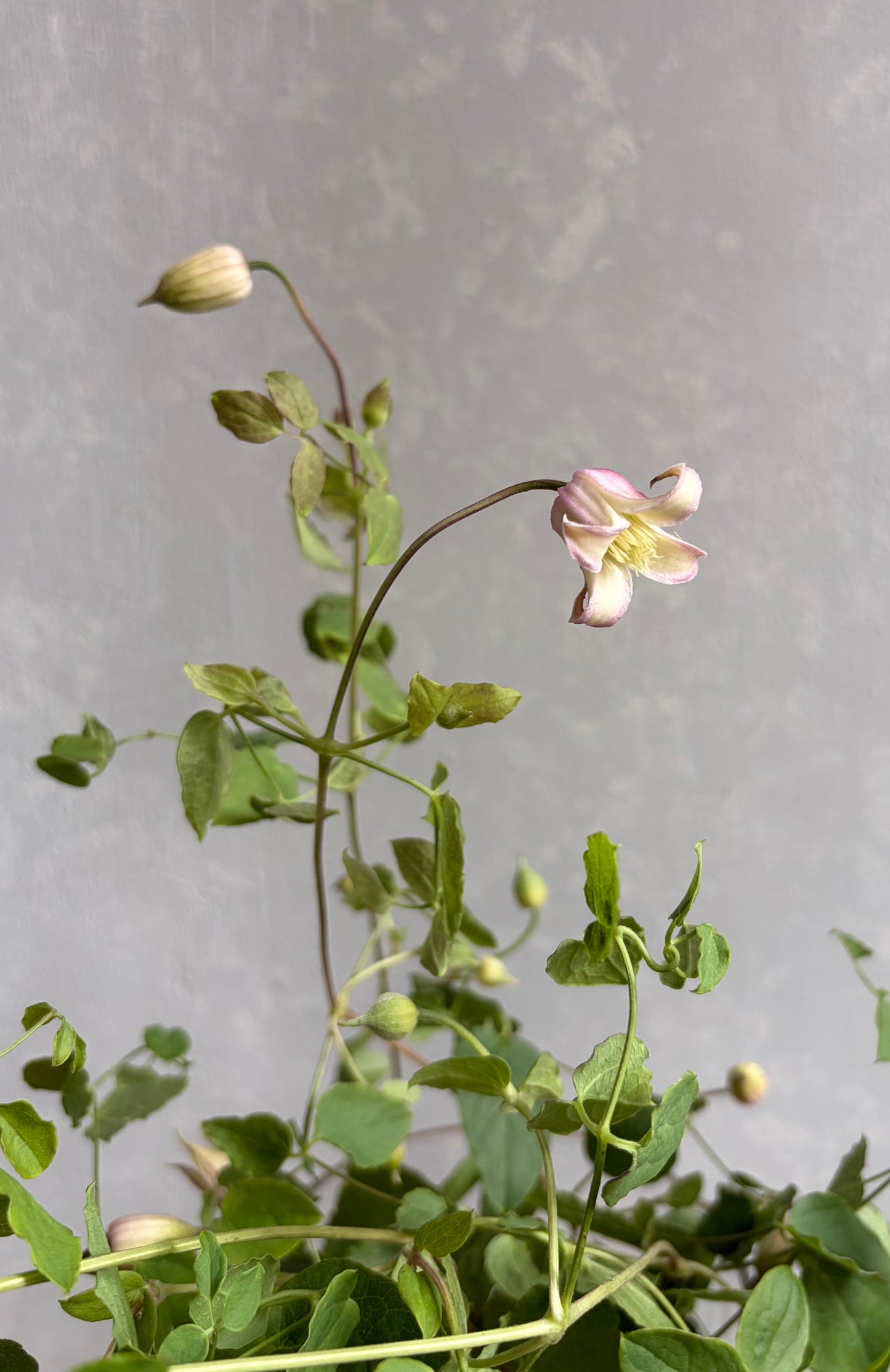 抽盲盒!! Clematis Florida Mix (50cm)