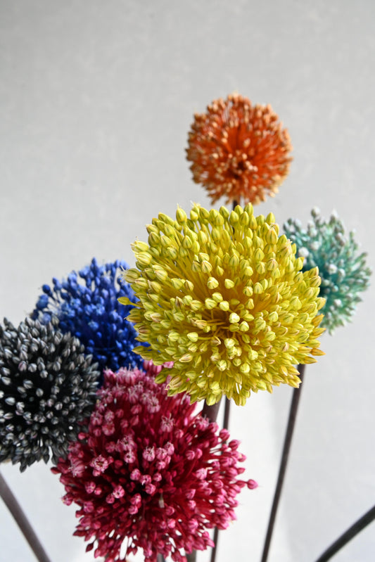 (Clearance Sales) Allium (Tinted) (秀 100cm)