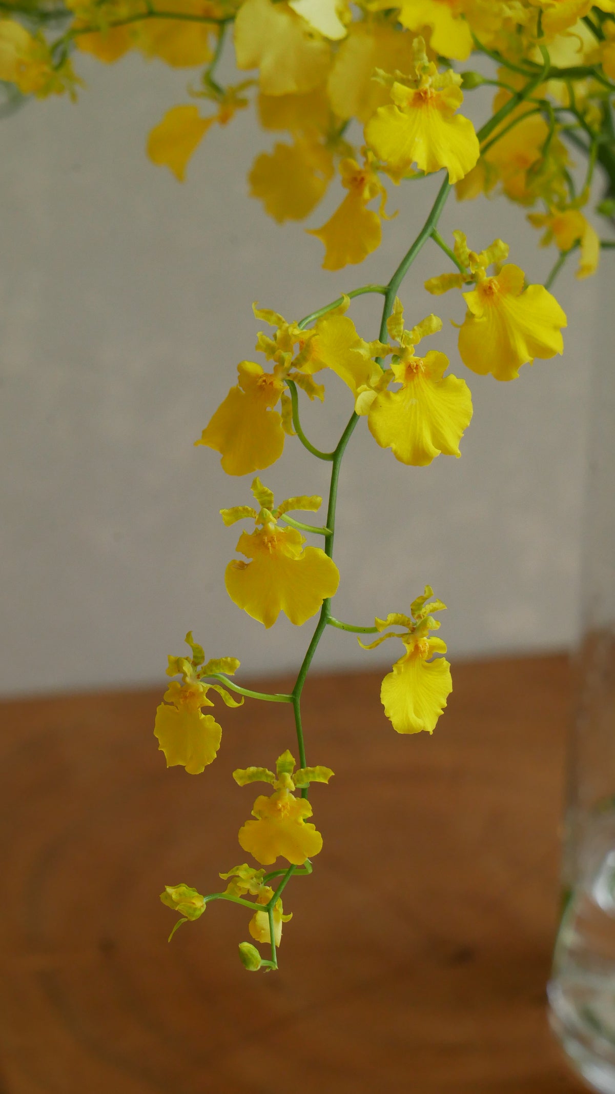 Oncidium Honey Drop (50-60cm)