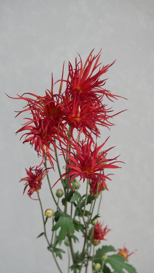 (Clearance Sale) Chrysanthemum 嵯峨菊 赤