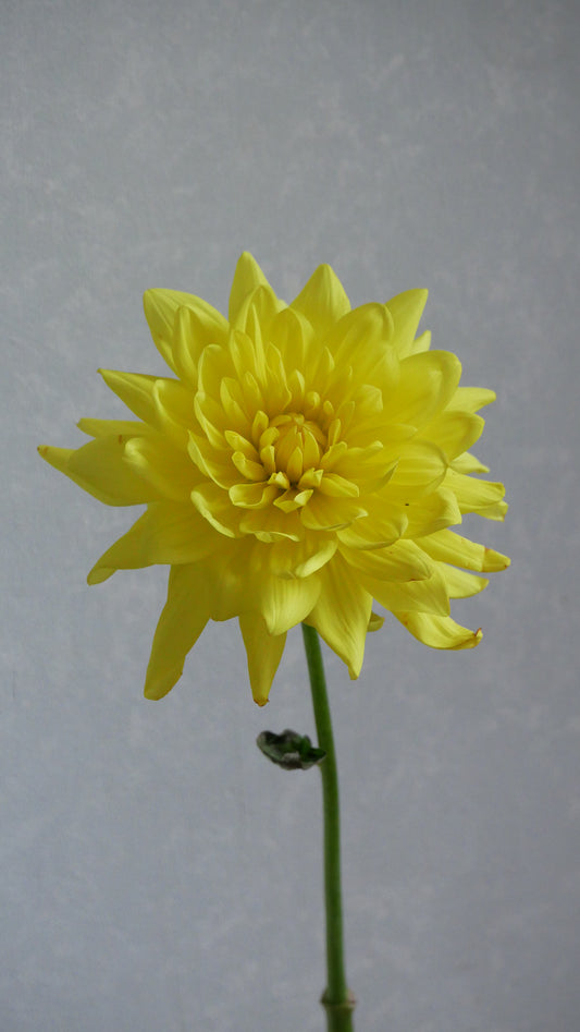 【月見】新入荷!! Dahlia 星の王子 (60cm)