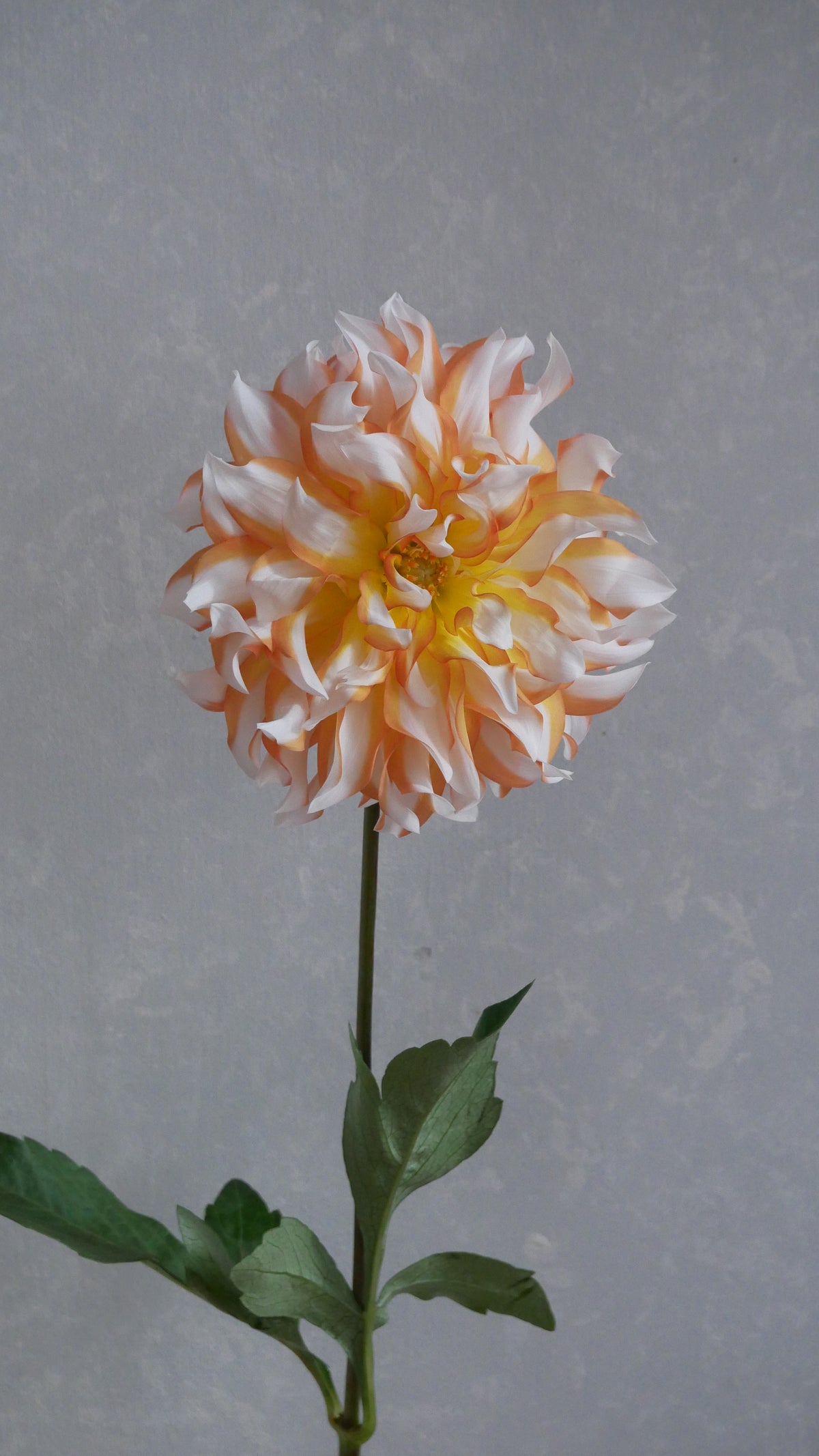 Dahlia Namahagemasaru (60cm)