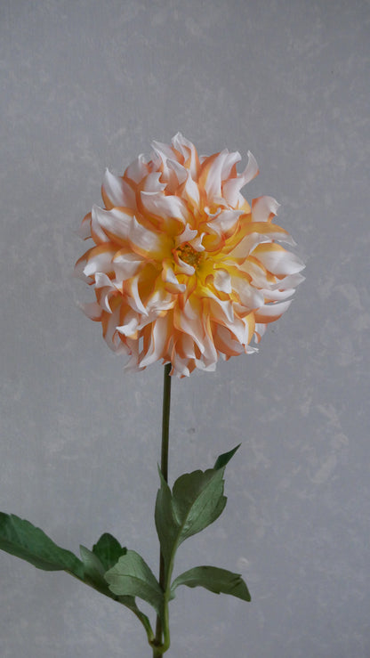 Dahlia Namahagemasaru (60cm)